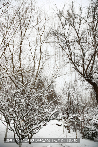 雪景