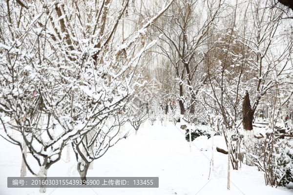 雪景