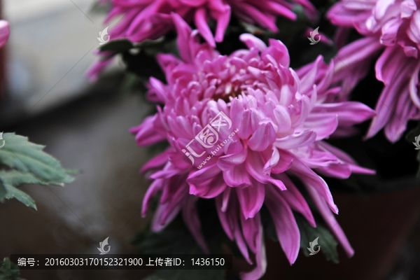 高清菊花,,菊花,,紫色菊花