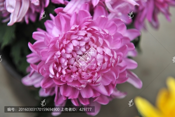 紫菊花,耐寒花卉