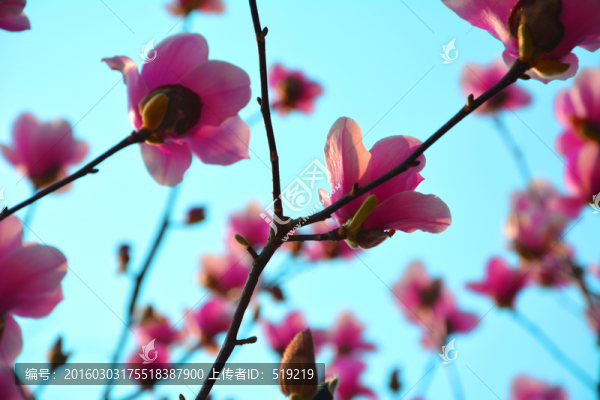 粉色玉蘭