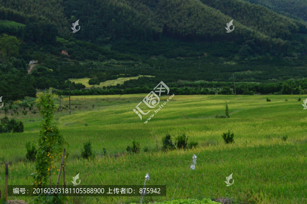 稻田