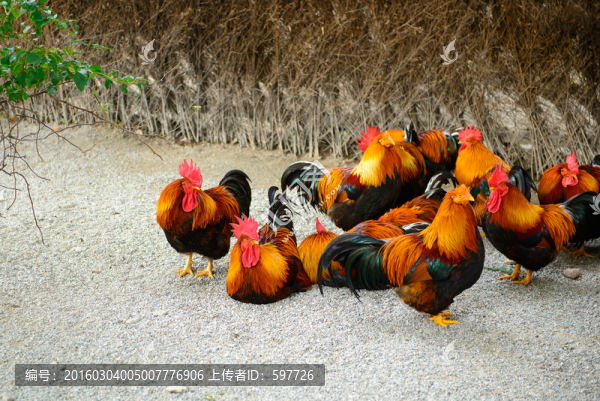 散養(yǎng)雞