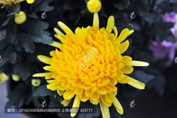 菊花特寫,,高清菊花