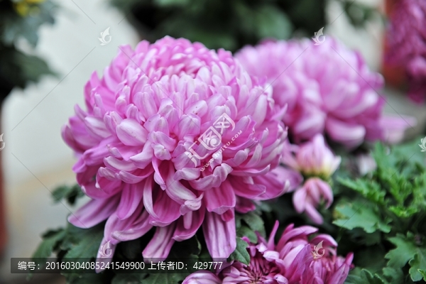 紫色花,,菊花,,紫色菊花