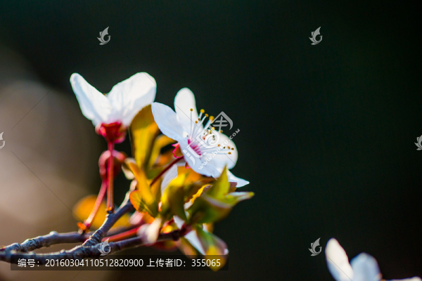 紅葉李