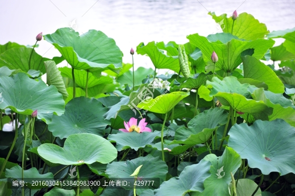 荷花池,荷花園