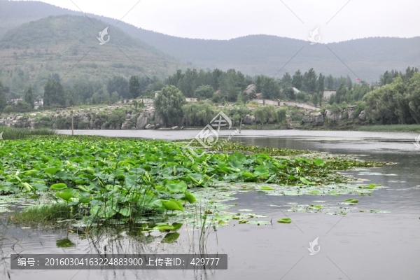 荷花池,,湖水,,水塘