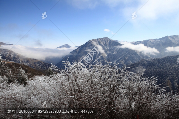 高山霧凇
