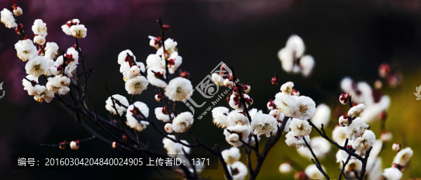 梅花圖,梅花,花卉