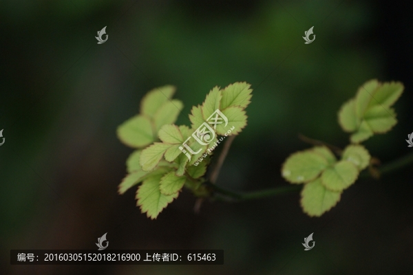 春