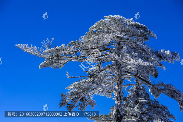 霧凇,冷杉
