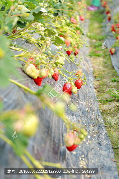 草莓園