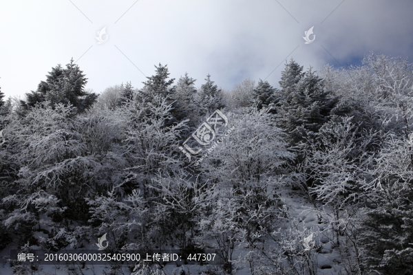 高山霧凇