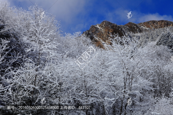 高山霧凇