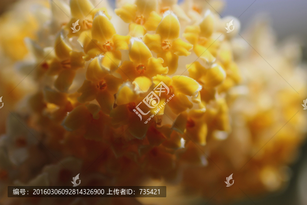 結(jié)香花