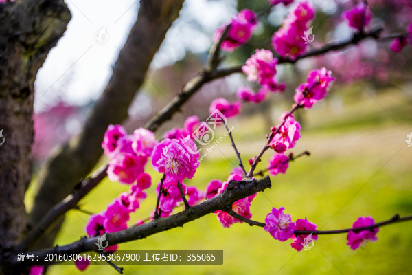 梅花