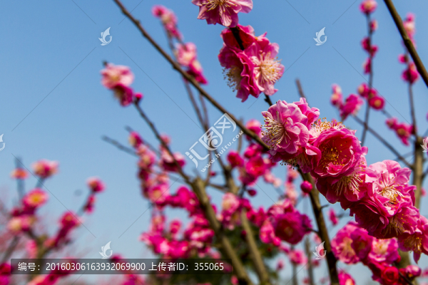梅花