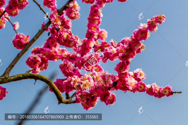 梅花