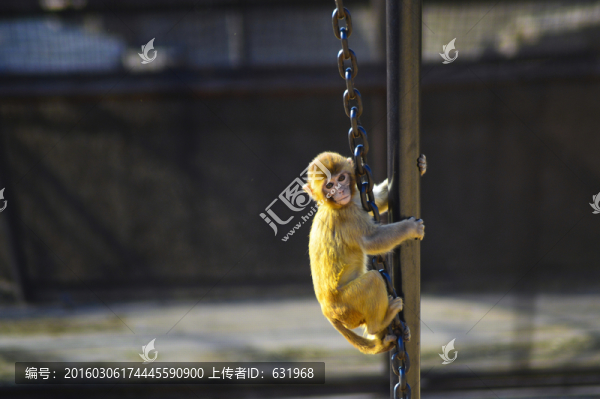 頑皮的小猴
