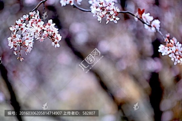 杏花背景