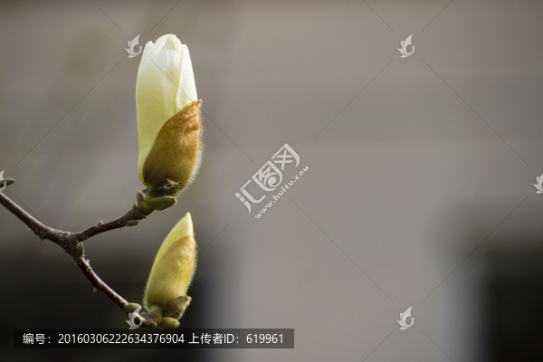白玉蘭