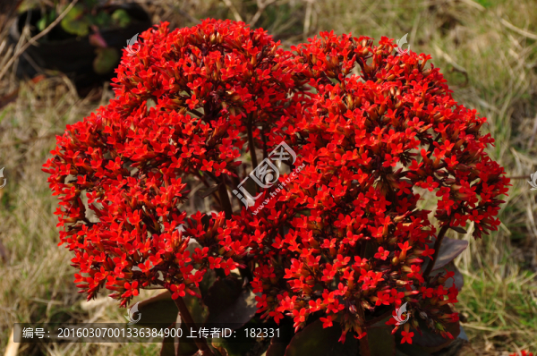 紅色花叢