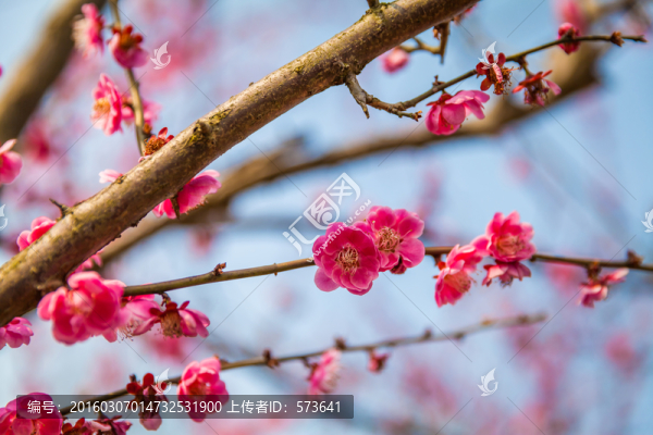 櫻花