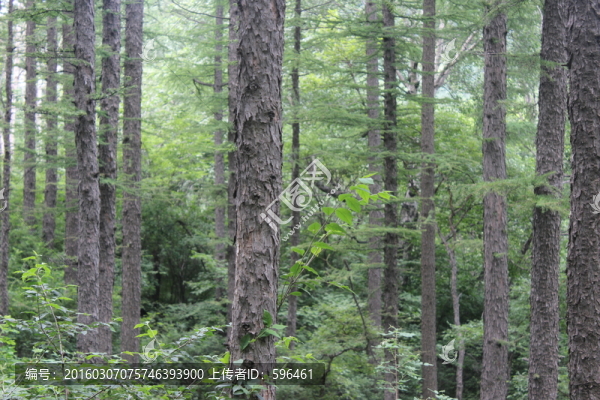 山野植物