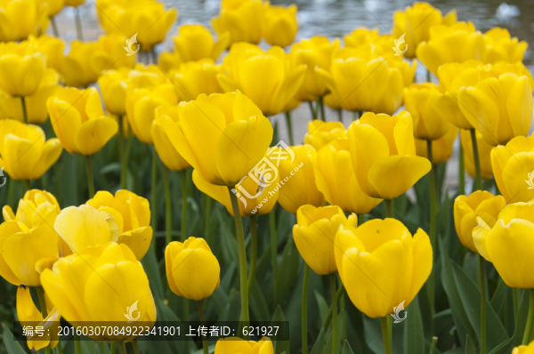 黃色郁金香