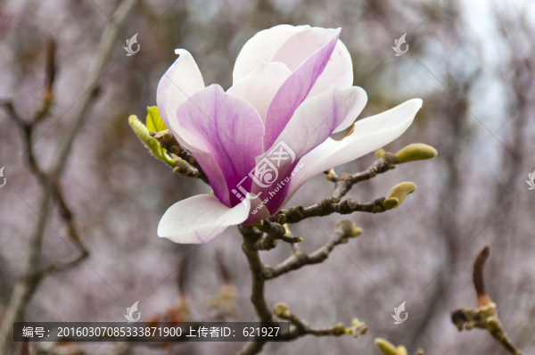 玉蘭花