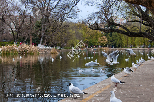 云南昆明翠湖