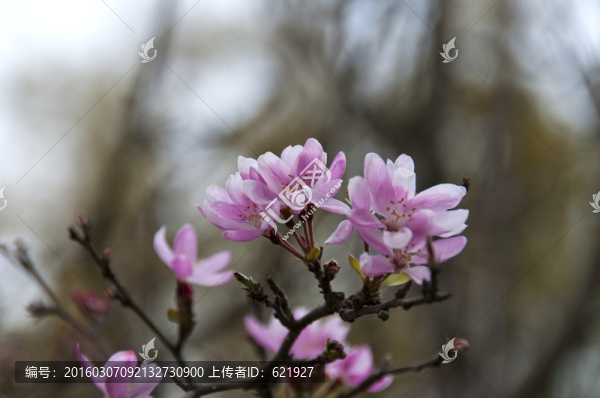 海棠花