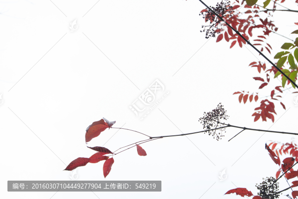 樹枝,樹葉,天空