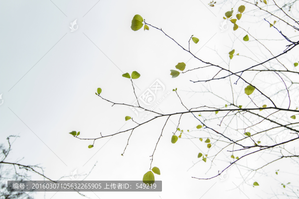 樹(shù)枝,樹(shù)葉