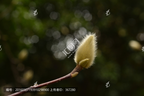 白玉蘭花苞