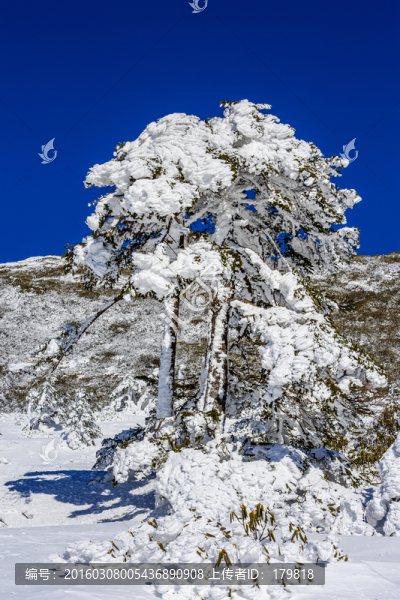 霧凇,昆明轎子雪山