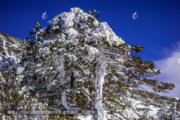 霧凇,昆明轎子雪山