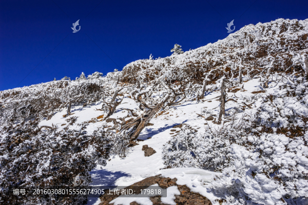 傲骨林,昆明轎子雪山