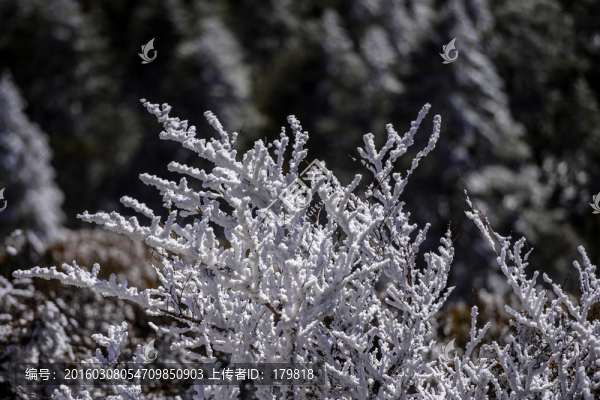 霧凇,昆明轎子雪山