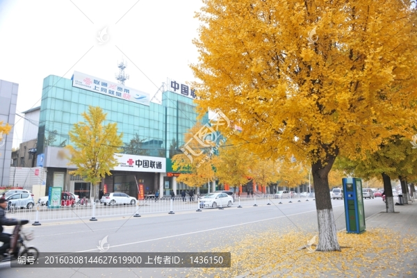 城市道路,,銀杏樹