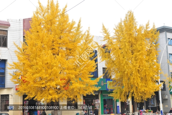 銀杏樹,,黃樹葉,,秋天