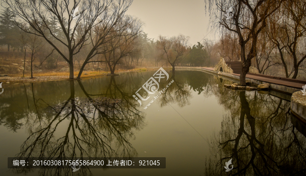 公園的樹