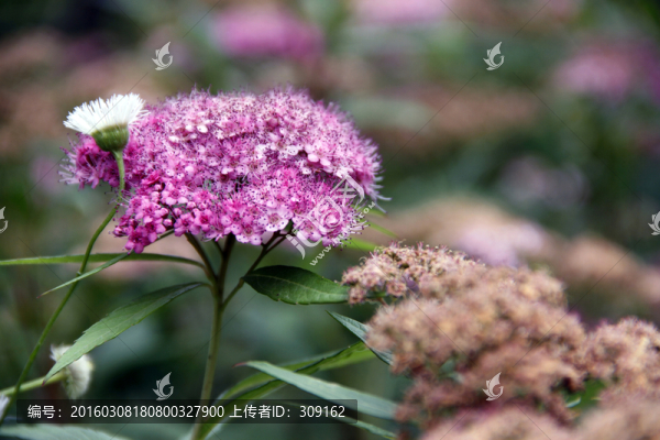 八仙花