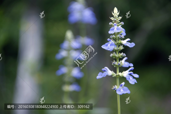 薰衣草