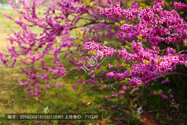 紫荊花
