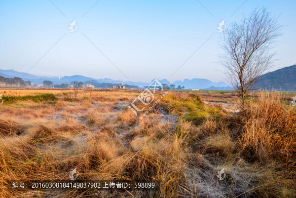 陽光田野