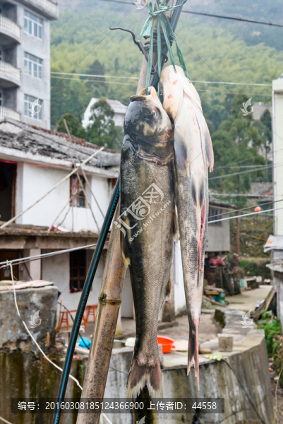 魚