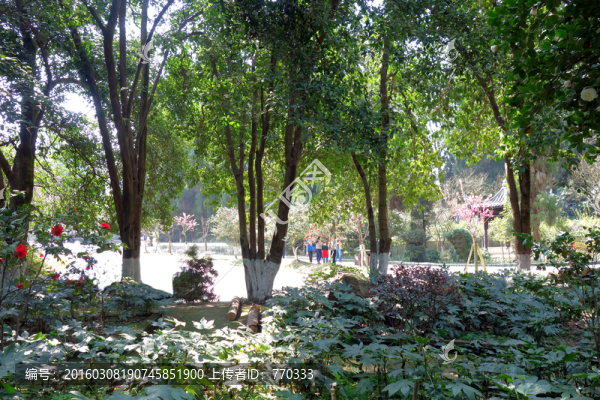 園林風光,南山風景區(qū),園林背景