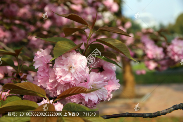 櫻花